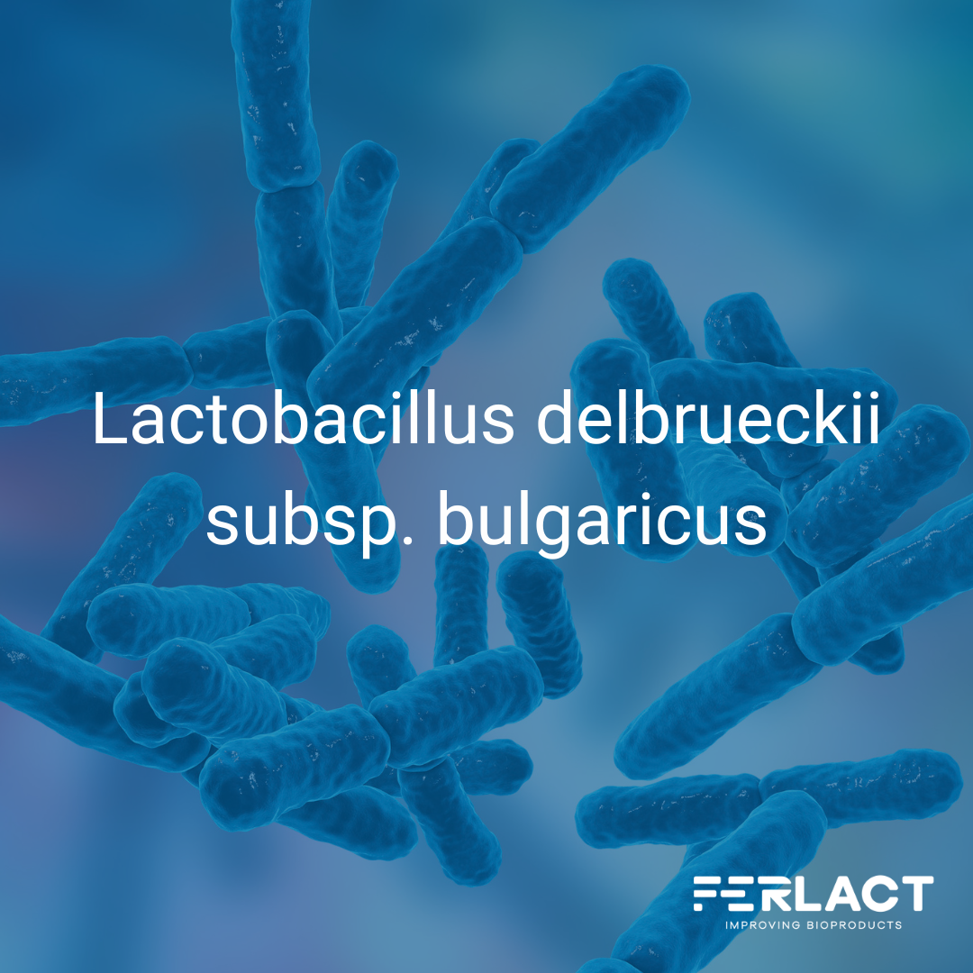 Descubre cómo Lactobacillus bulgaricus mejora tus alimentos fermentados.