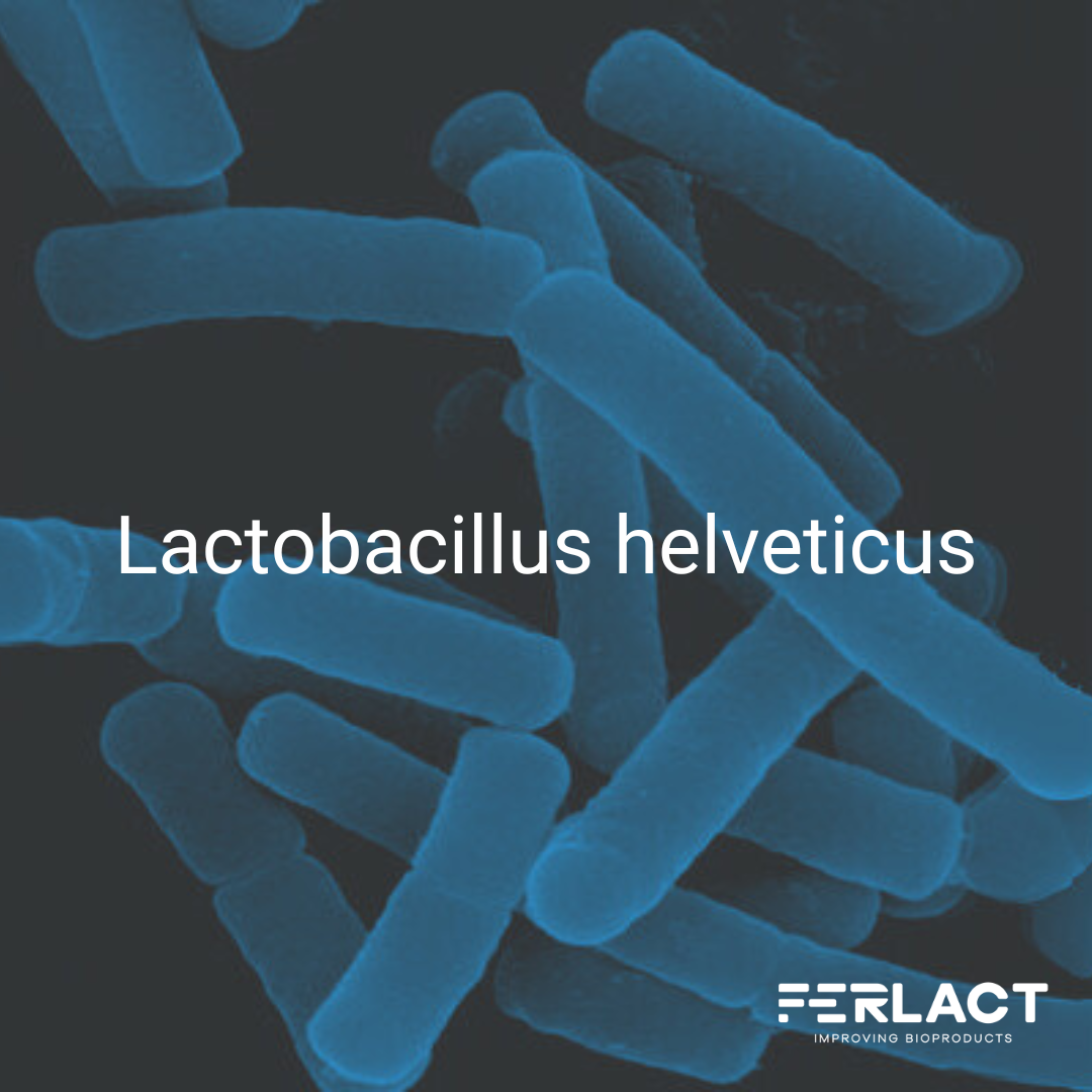 Lactobacillus helveticus: ¡Una bacteria probiótica ideal para la salud!