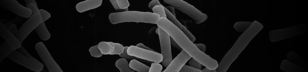 Lactobacillus Helveticus